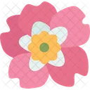 Rose Nootka Flower Icon