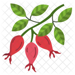 Rose hip  Icon