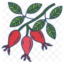 Rose Hip Herbal Spices Icon