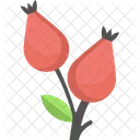Rose Hips Haw Icon