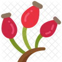 Rosehip Rose Fruit Icon