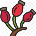 Rosehip Rose Fruit Icon