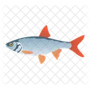 Rotaugenfisch  Symbol