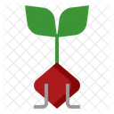 Rote Beete  Symbol