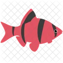 Roter Sumatrabarbe Glofish Meerestier Tier Symbol