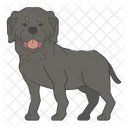 Rottweiler Dog Puppy Icon