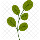 Rounded Leaf Plant Spring Nature Icon