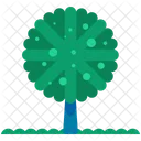 Rounded Tree Forest Icon