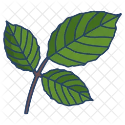 Roure Leaf  Icon