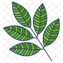 마가목 잎  아이콘