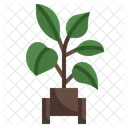 Rubber Plant Rubber Plant Icon