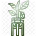 Rubber plant  Icon