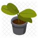 Rubber Plant  Icon