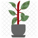 Rubber plant  Icône