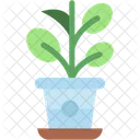 Rubber Plant Gardening Plant Icon