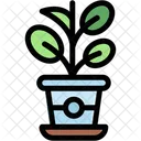 Rubber Plant Gardening Plant Icon