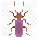 Russelkafer Insekt Skarabaus Symbol