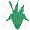 Rustic Aloe Vera  Icon