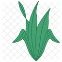 Aloe Vera Rústica  Ícone