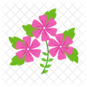 Sadabahar Flower Flower Nature Icon