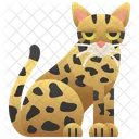 Safári  Ícone