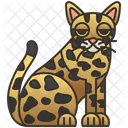 Safari  Icon