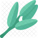 Sage Herb Plant Icon