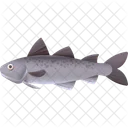 Saithe Fish Food Icon