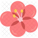 Sakura Flower Blossom Icon