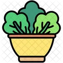 Salad Bowl Salad Food Icon