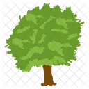 Salix Caprea Wild Tree Shrub Icon