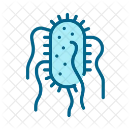 Salmonella typhi  Icon