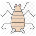 Saltamontes Saltamontes Insecto Icono