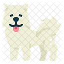 Samoyedo  Icono