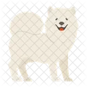 Samoyedo  Icono