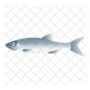 Sardine Fisch  Symbol