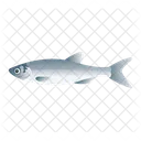 Sardine Fish  Symbol