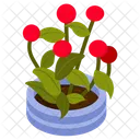 Scadoxus Multiflorus  Icon