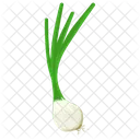 Garlic Sativum Spice Icon