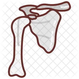 Scapula  Icon