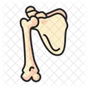 Scapula Shoulder Bone Icon