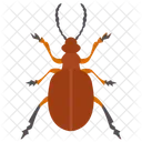 Scarabeo Insetto Scarabeo Icon