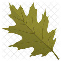 Scarlet Oak Icon