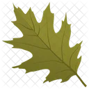 Scarlet Oak Oak Leaf Quercus Coccinea Icon