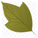 Acer Rubrum Blatt Laub Symbol