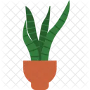 Bogenhanf Sansevieria Zimmerpflanze Symbol