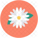 Schlusselblume Primel Dekoration Symbol