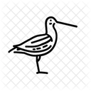 Bekassine Vogel Tier Symbol
