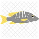 School Master Fish Sea Creature Animal Icon