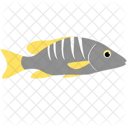 School Master Fish  Icon